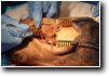 Exposing posterior cervical vertebra